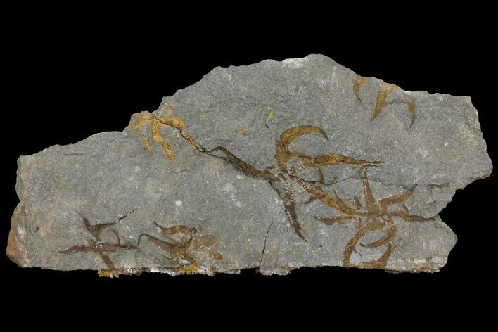 Ordovician, Fossil Brittle Star Multiple Plate - Morocco #115922